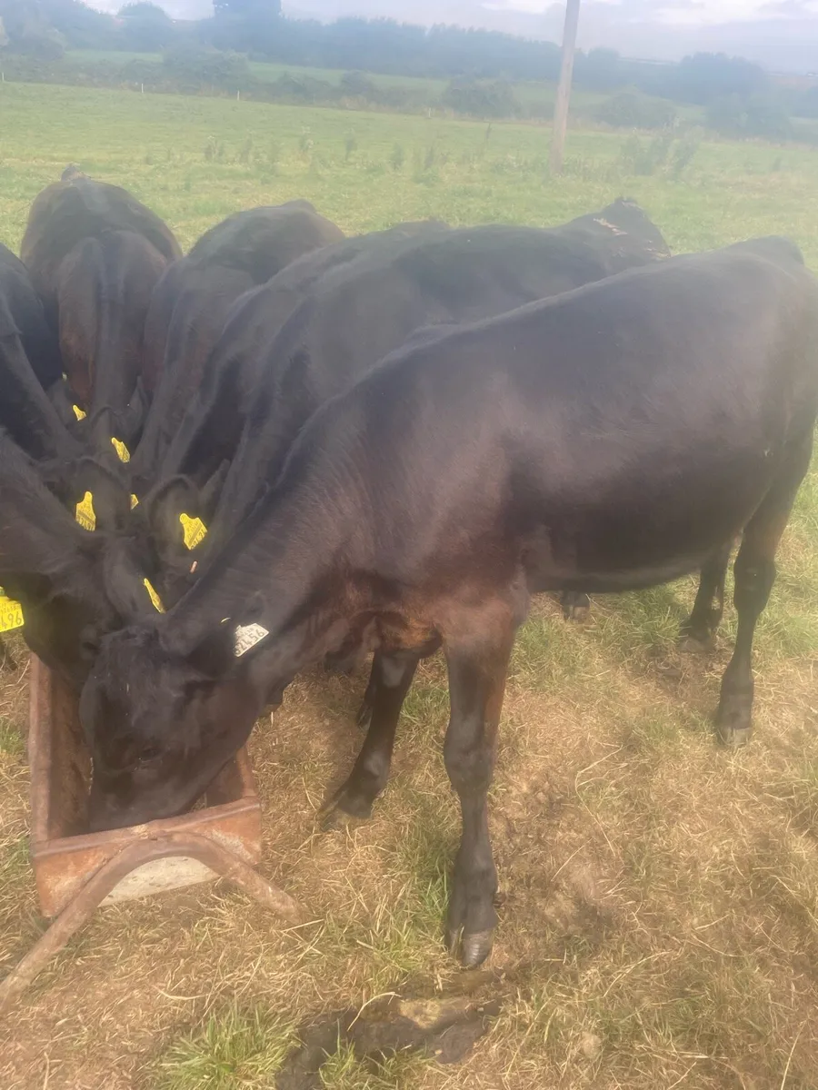 AA heifers - Image 3