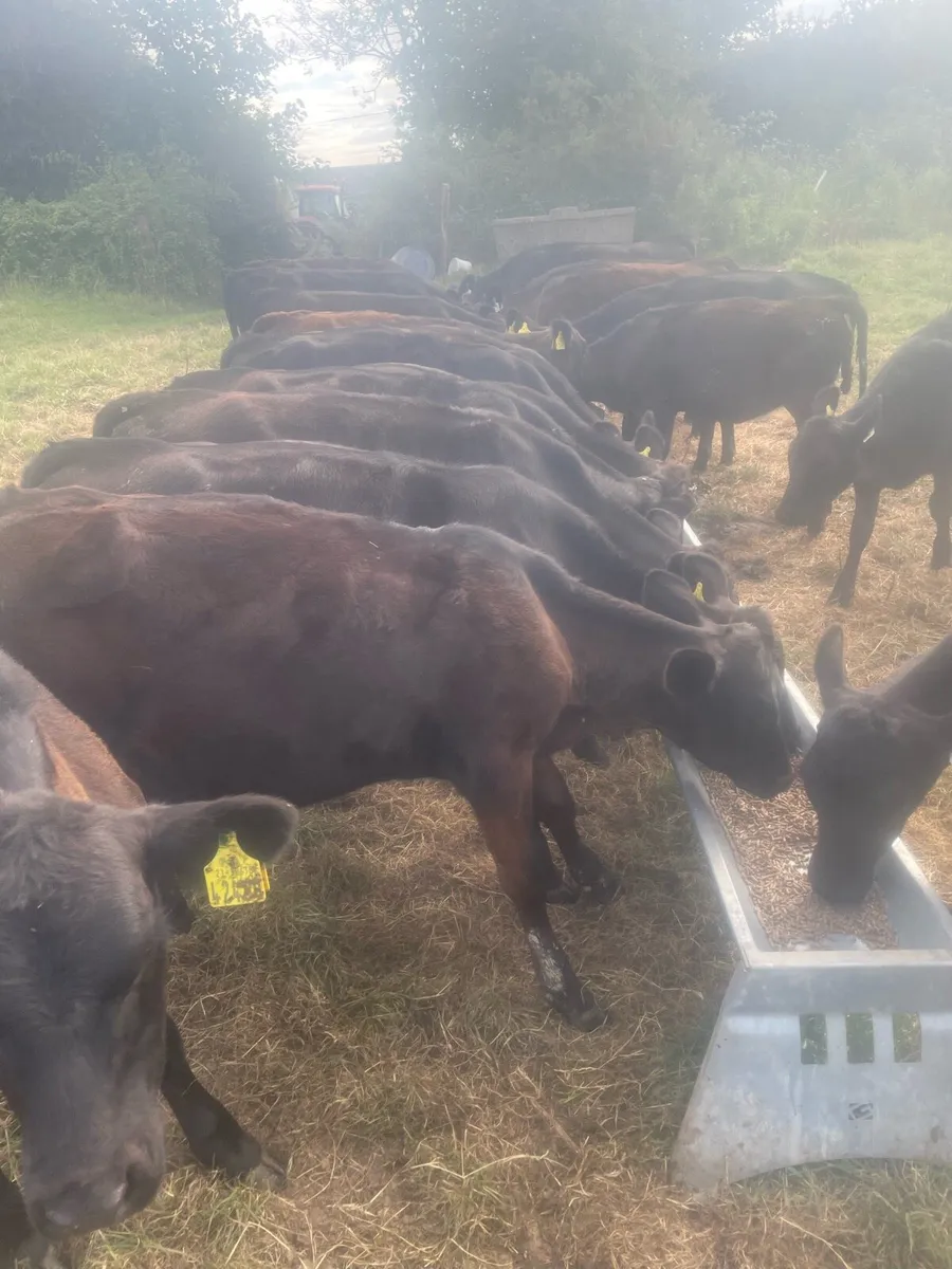 AA heifers - Image 4