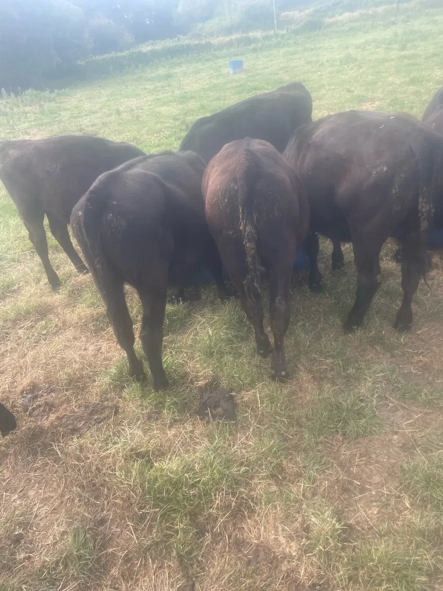AA heifers - Image 2