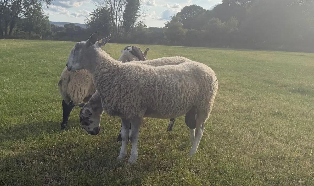 Suffolk/Chev ewe lambs & traditional BF hoggot ram - Image 3