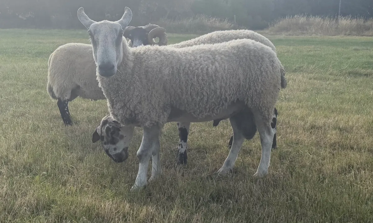 Suffolk/Chev ewe lambs & traditional BF hoggot ram - Image 2