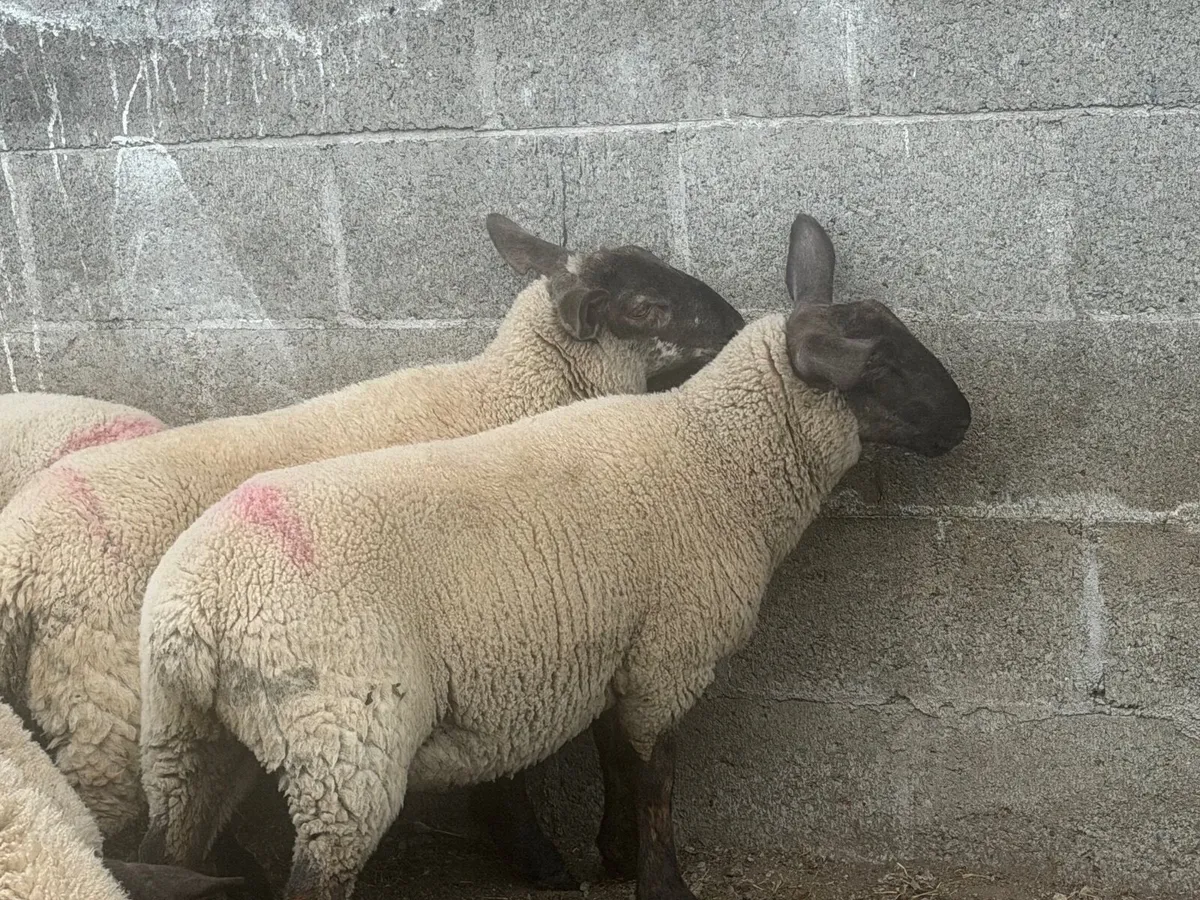 Suffolk/Chev ewe lambs & traditional BF hoggot ram - Image 1
