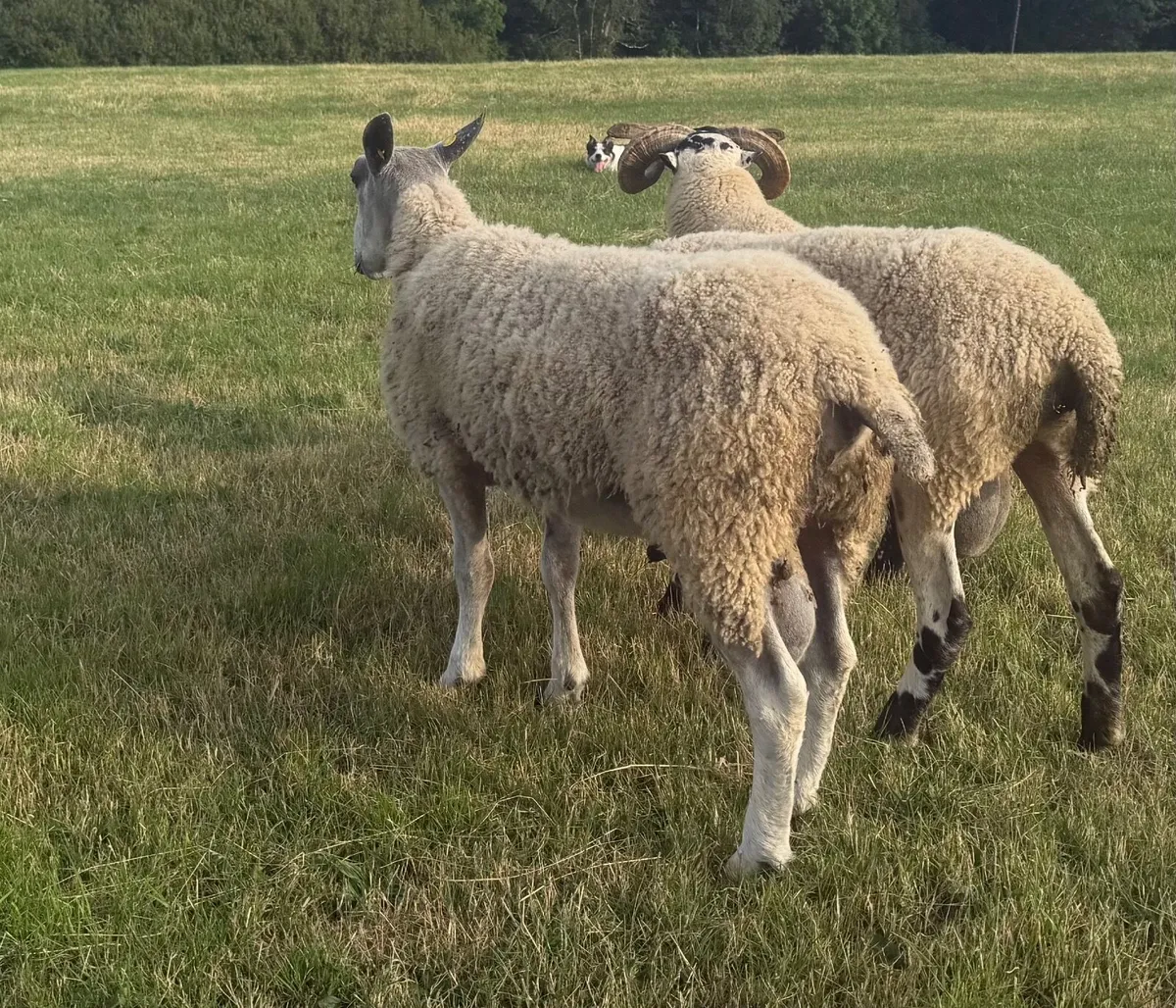Suffolk/Chev ewe lambs & traditional BF hoggot ram - Image 4