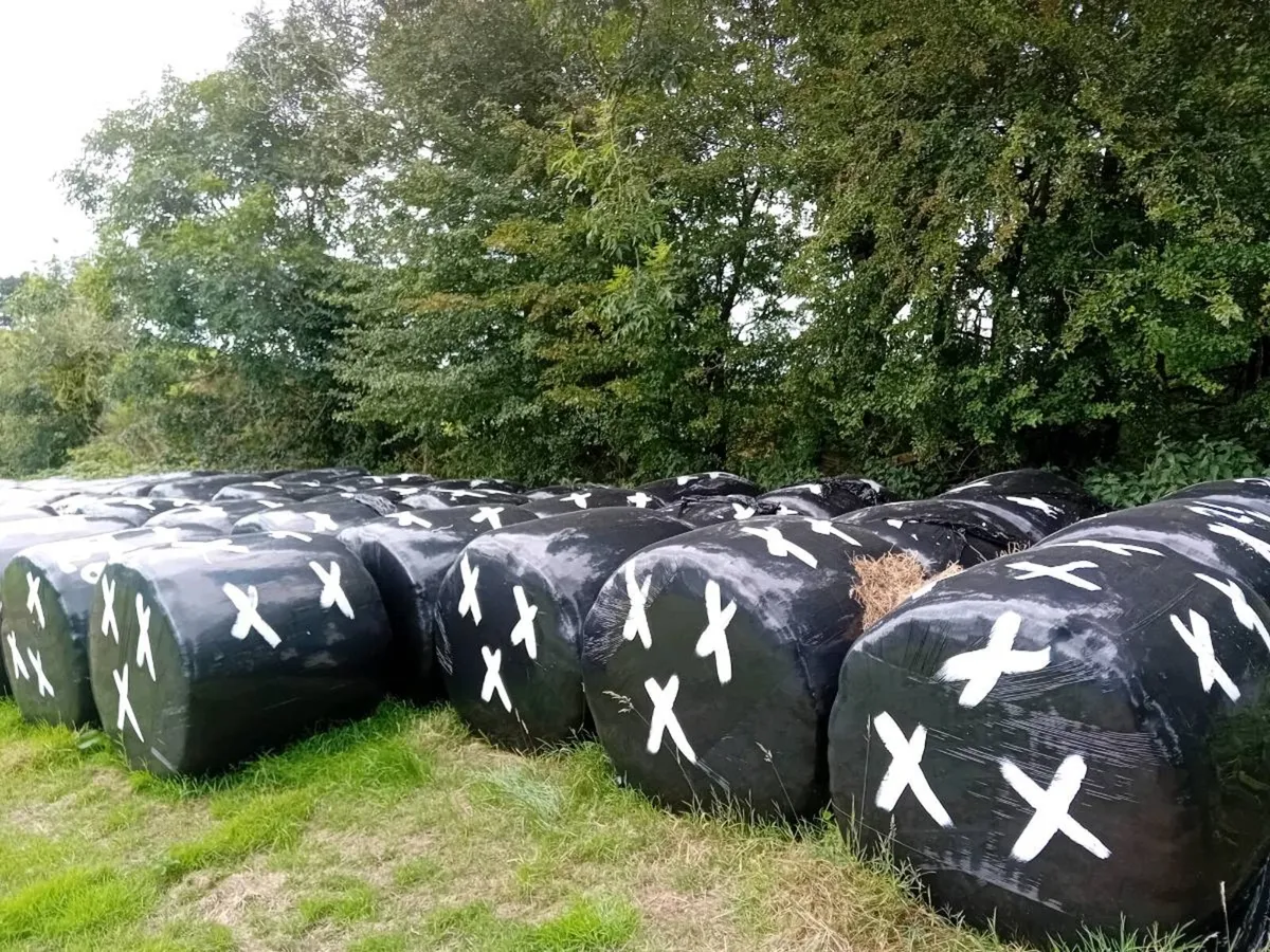 Silage - Image 2