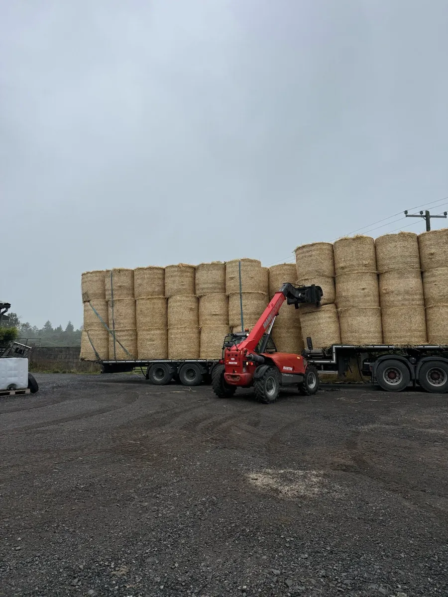 Barley straw - Image 3