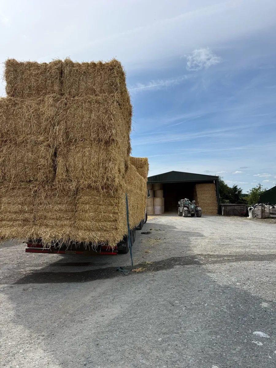Barley straw - Image 2
