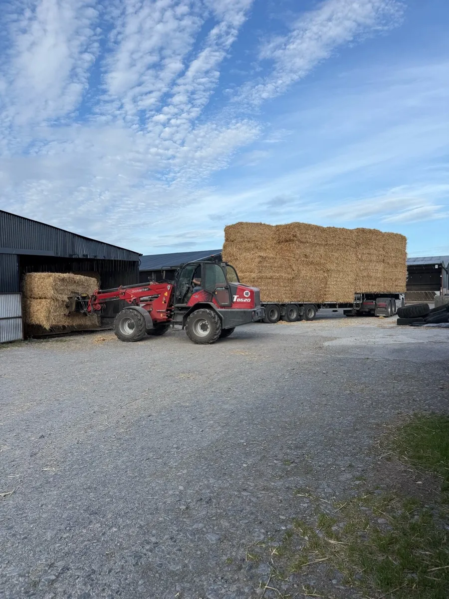 Barley straw - Image 4
