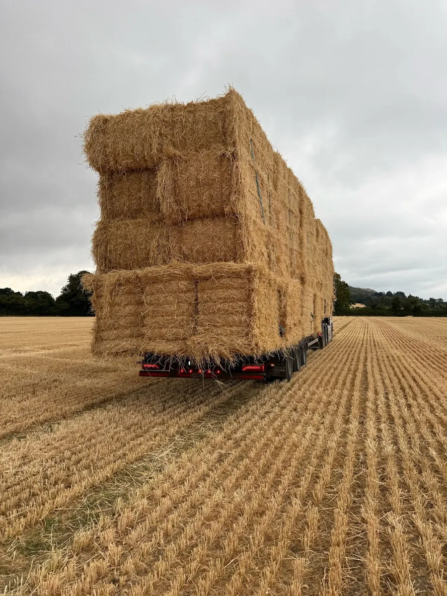 Barley straw - Image 1