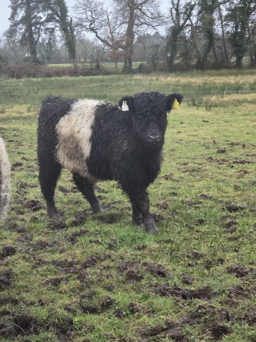 Belted Galloway Bull for sale - Image 1