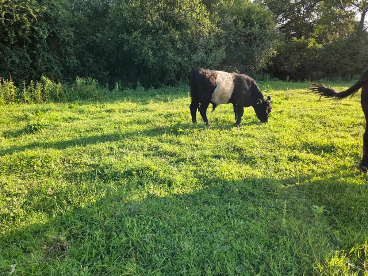 Belted Galloway Bull for sale - Image 2