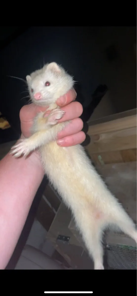Ferrets - Image 2