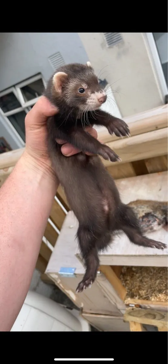 Ferrets - Image 1