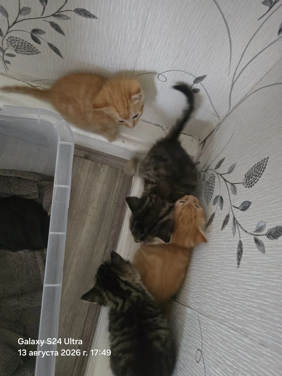 Cat - Image 1