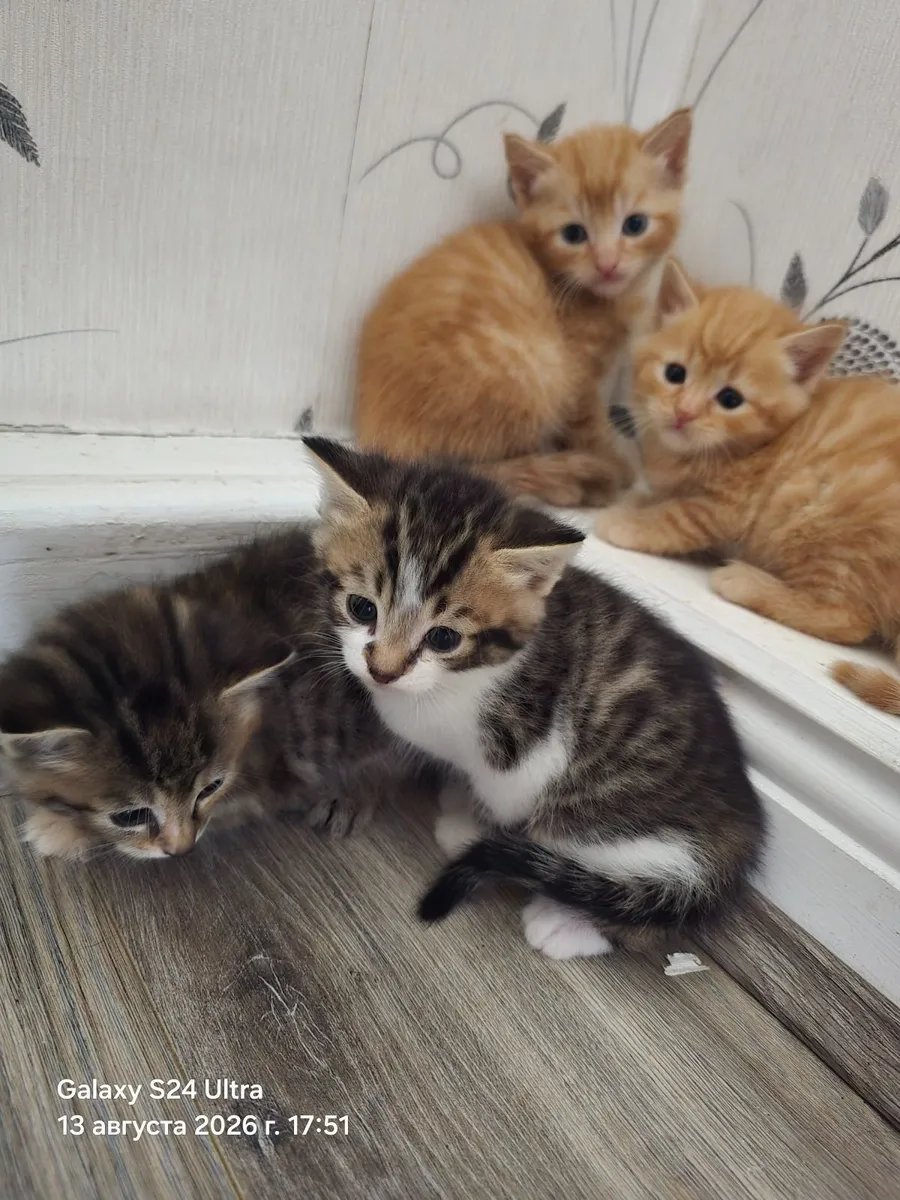 Cat - Image 2