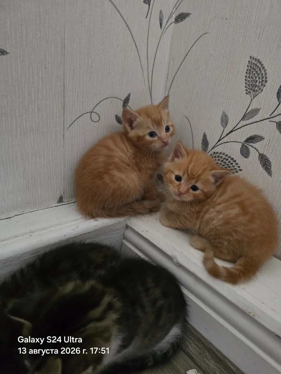 Cat - Image 3