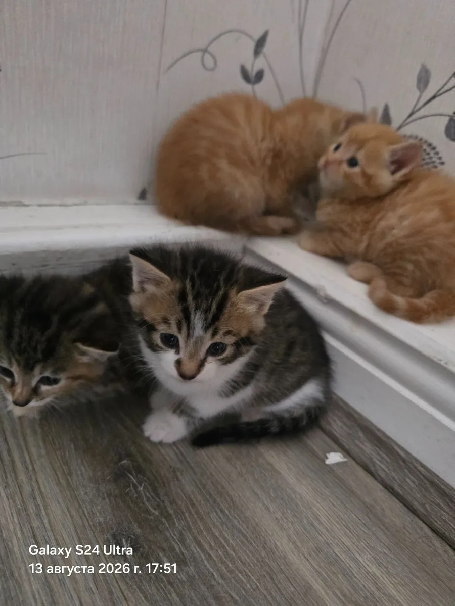 Cat - Image 4