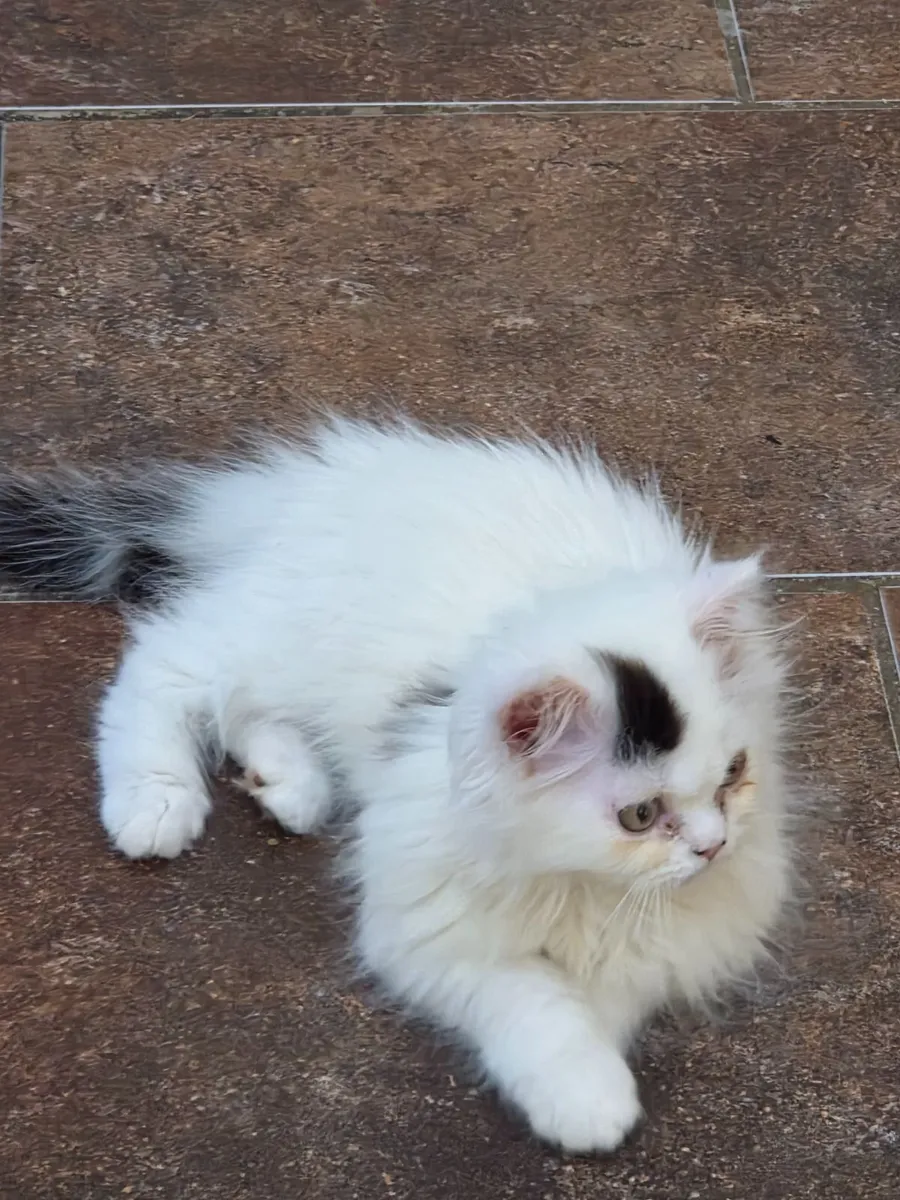 Longhaired Kitten - Image 1
