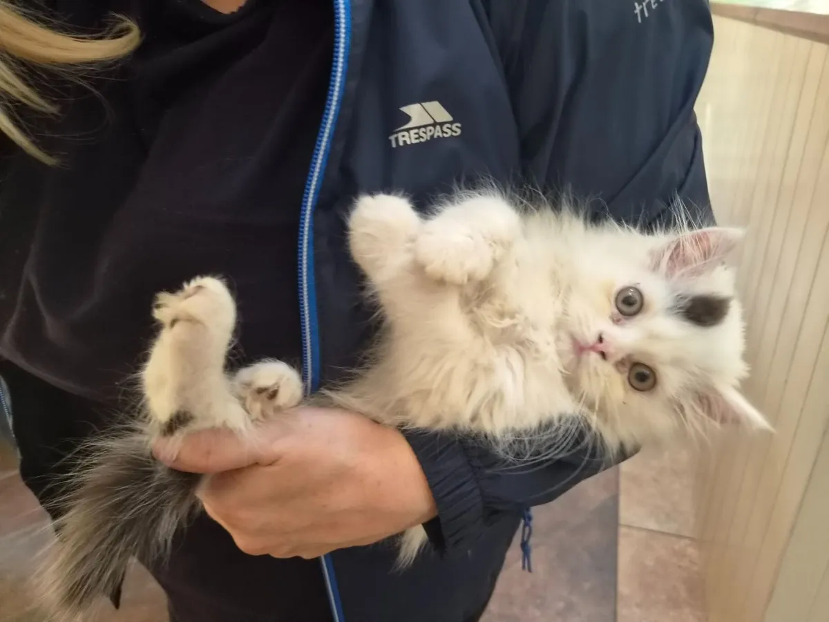Longhaired Kitten - Image 4