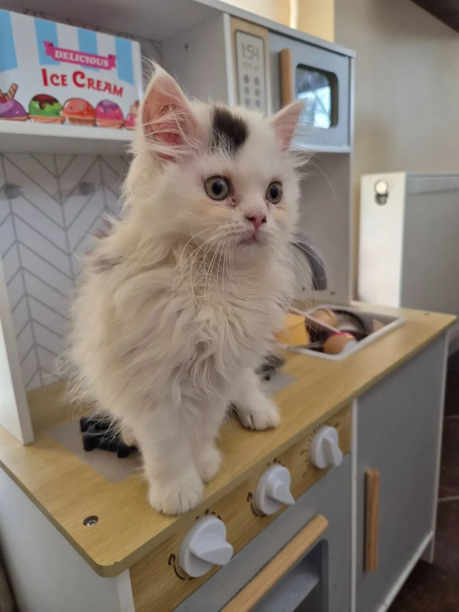 Longhaired Kitten - Image 3