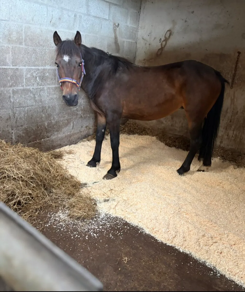 Full connemara mare - Image 1