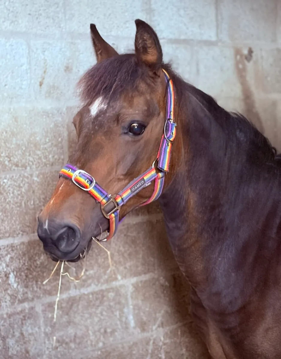 Full connemara mare - Image 2