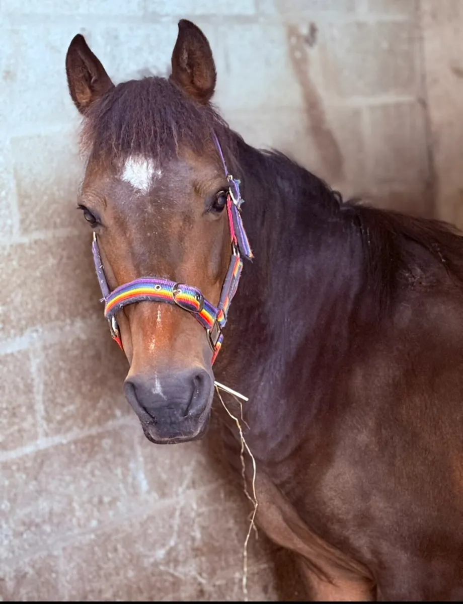 Full connemara mare - Image 3