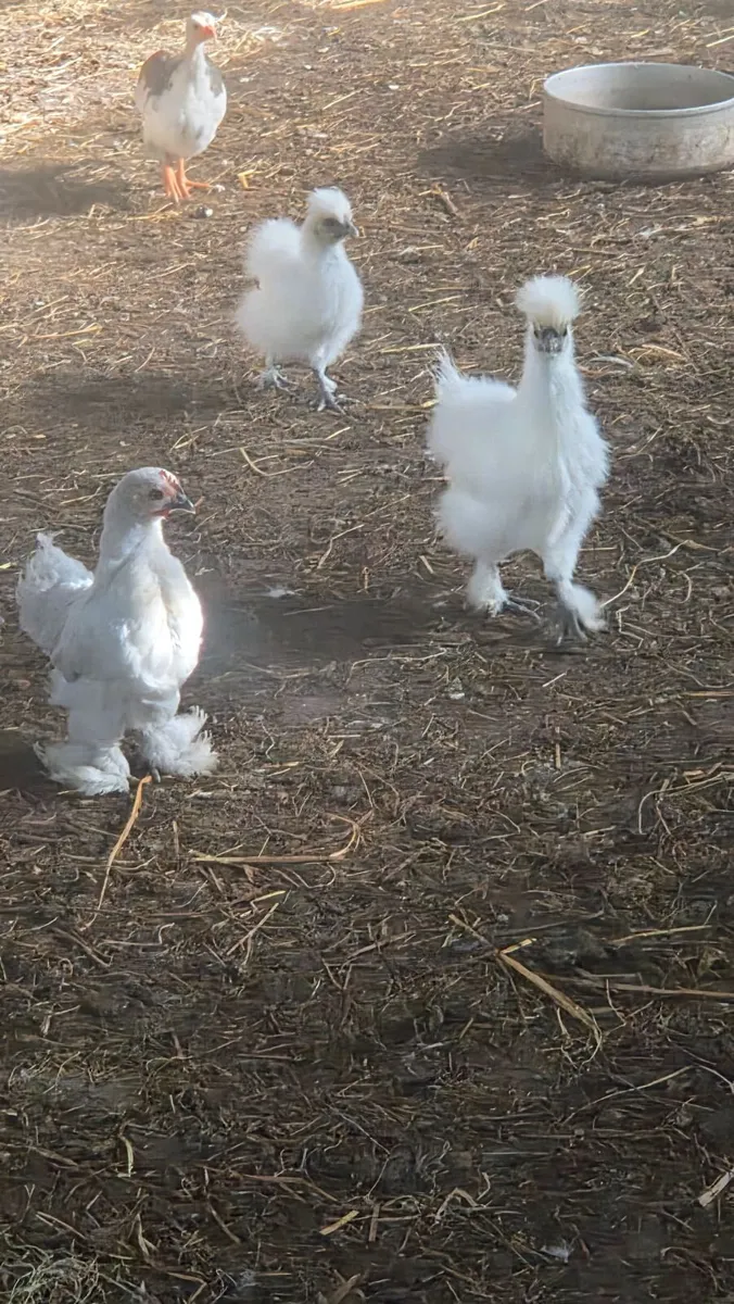 Guinea Fowl, Pekins, Silkies - Image 3
