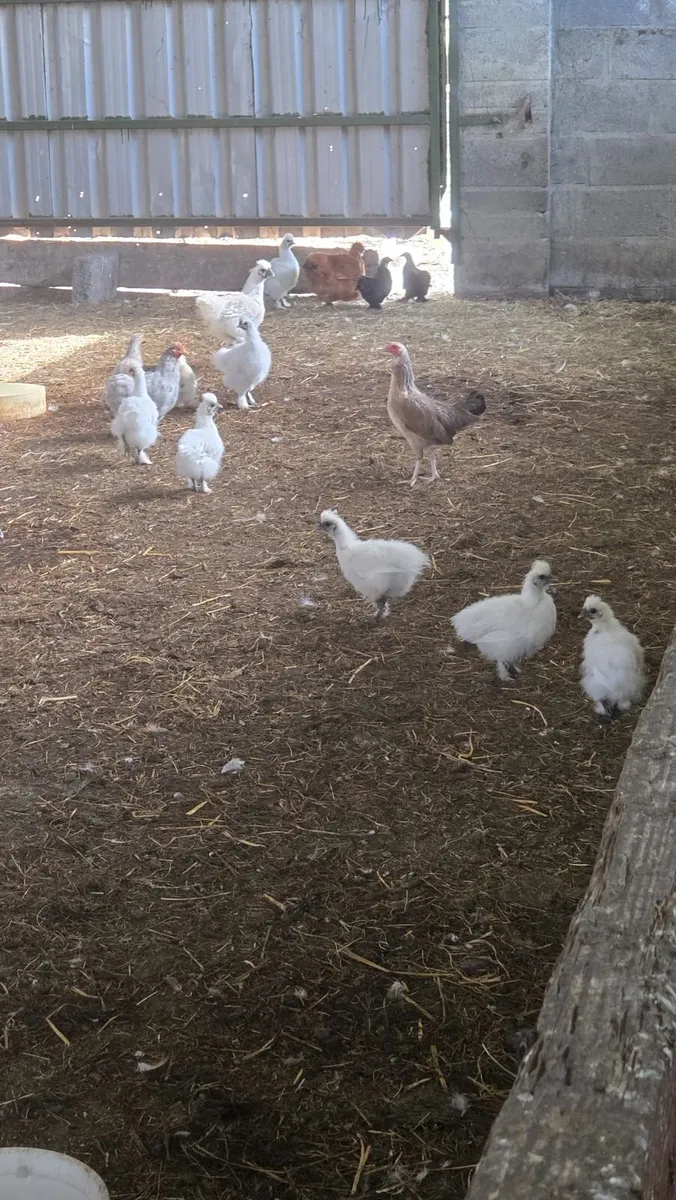 Guinea Fowl, Pekins, Silkies - Image 1
