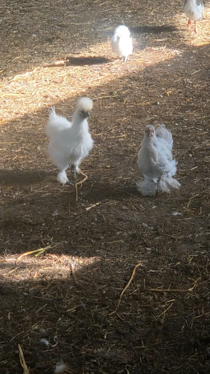 Guinea Fowl, Pekins, Silkies - Image 4