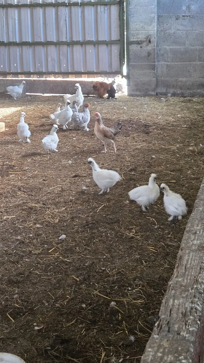 Guinea Fowl, Pekins, Silkies - Image 2