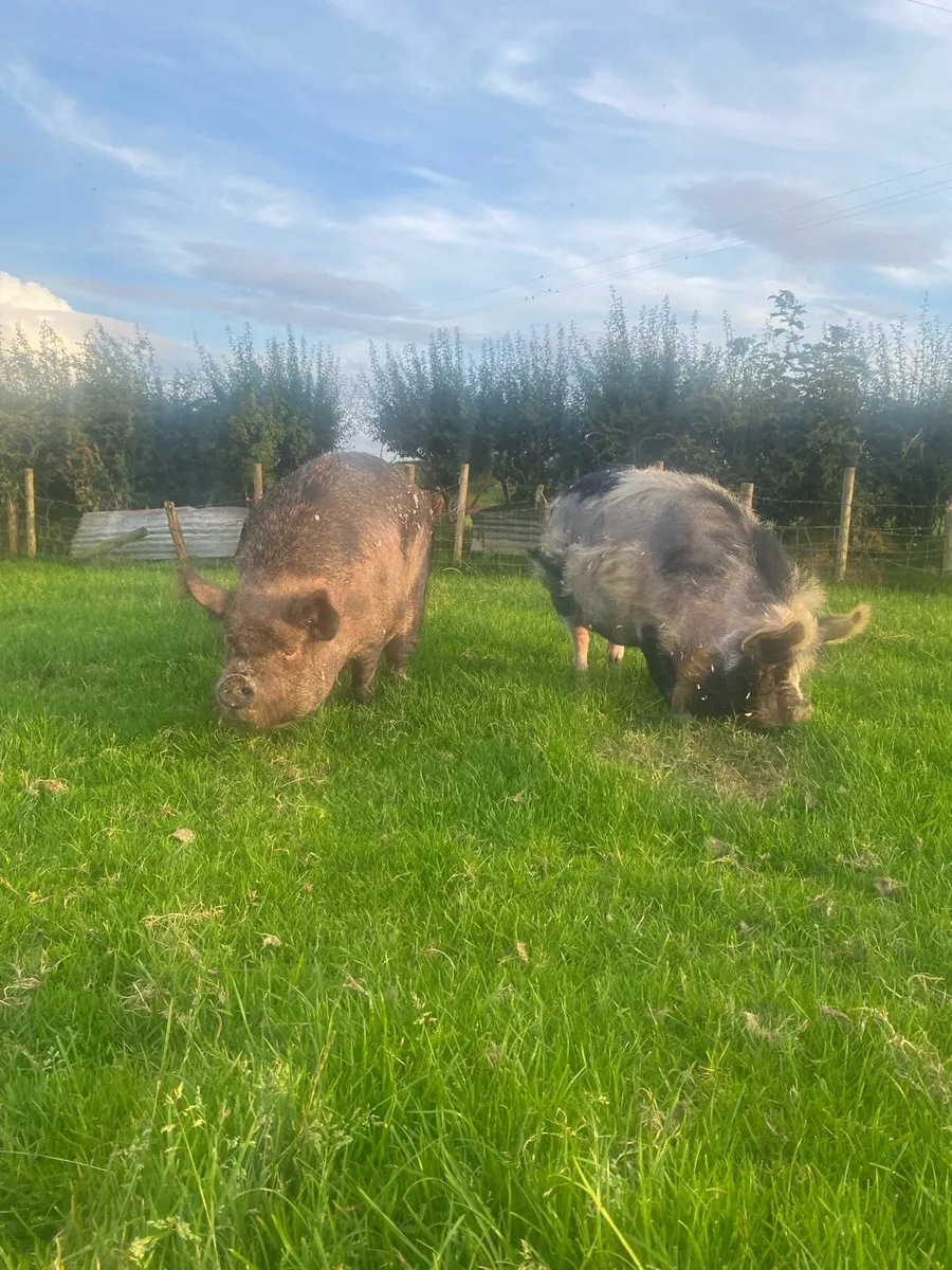 Kune kune sows - Image 1