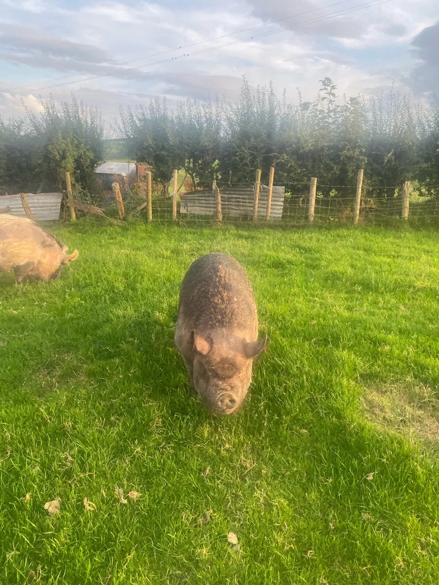 Kune kune sows - Image 3