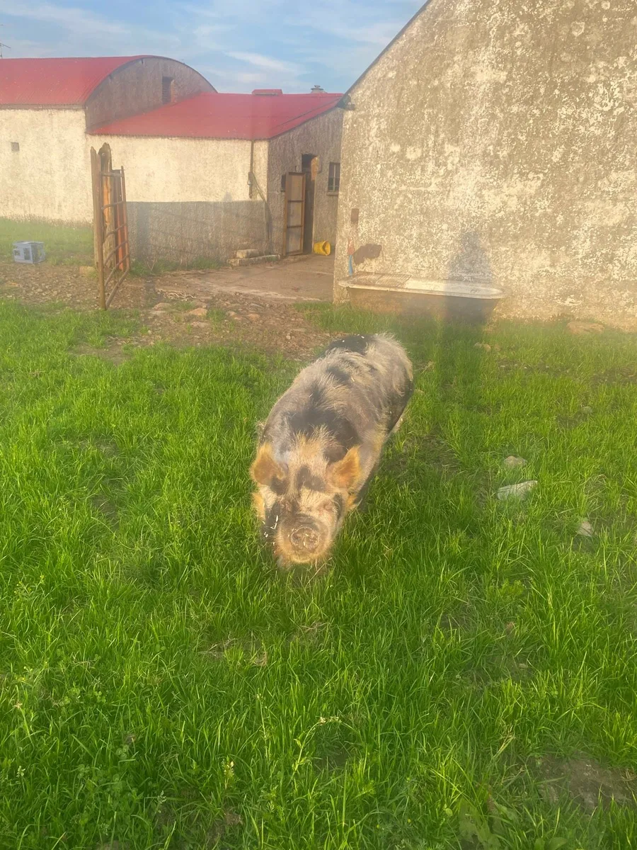 Kune kune sows - Image 2