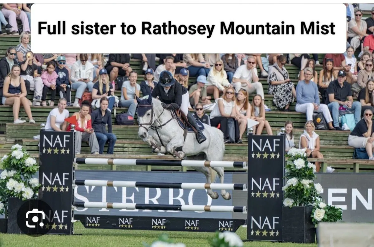 Connemara Mare - Lot 677 Clifden Sales Sunday - Image 1
