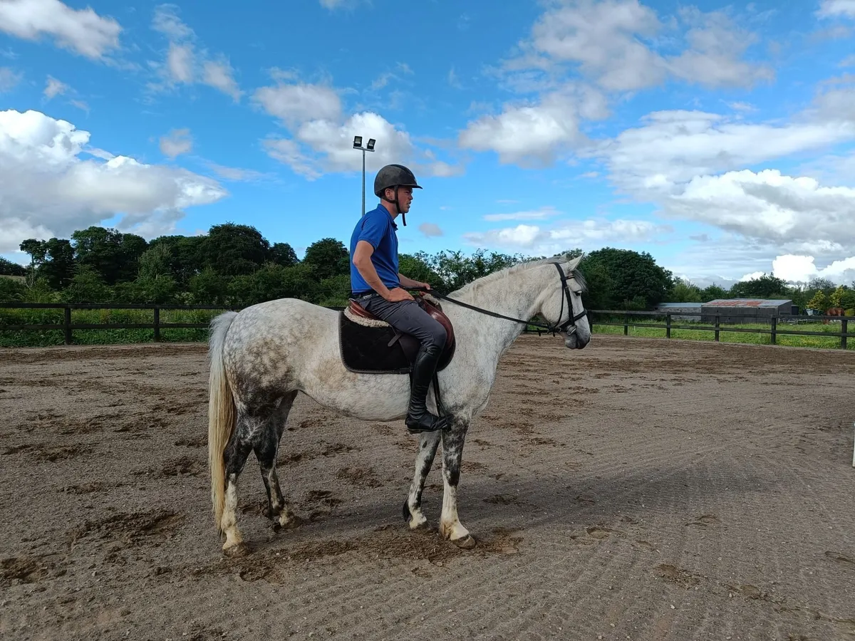 Connemara Mare - Lot 677 Clifden Sales Sunday - Image 4