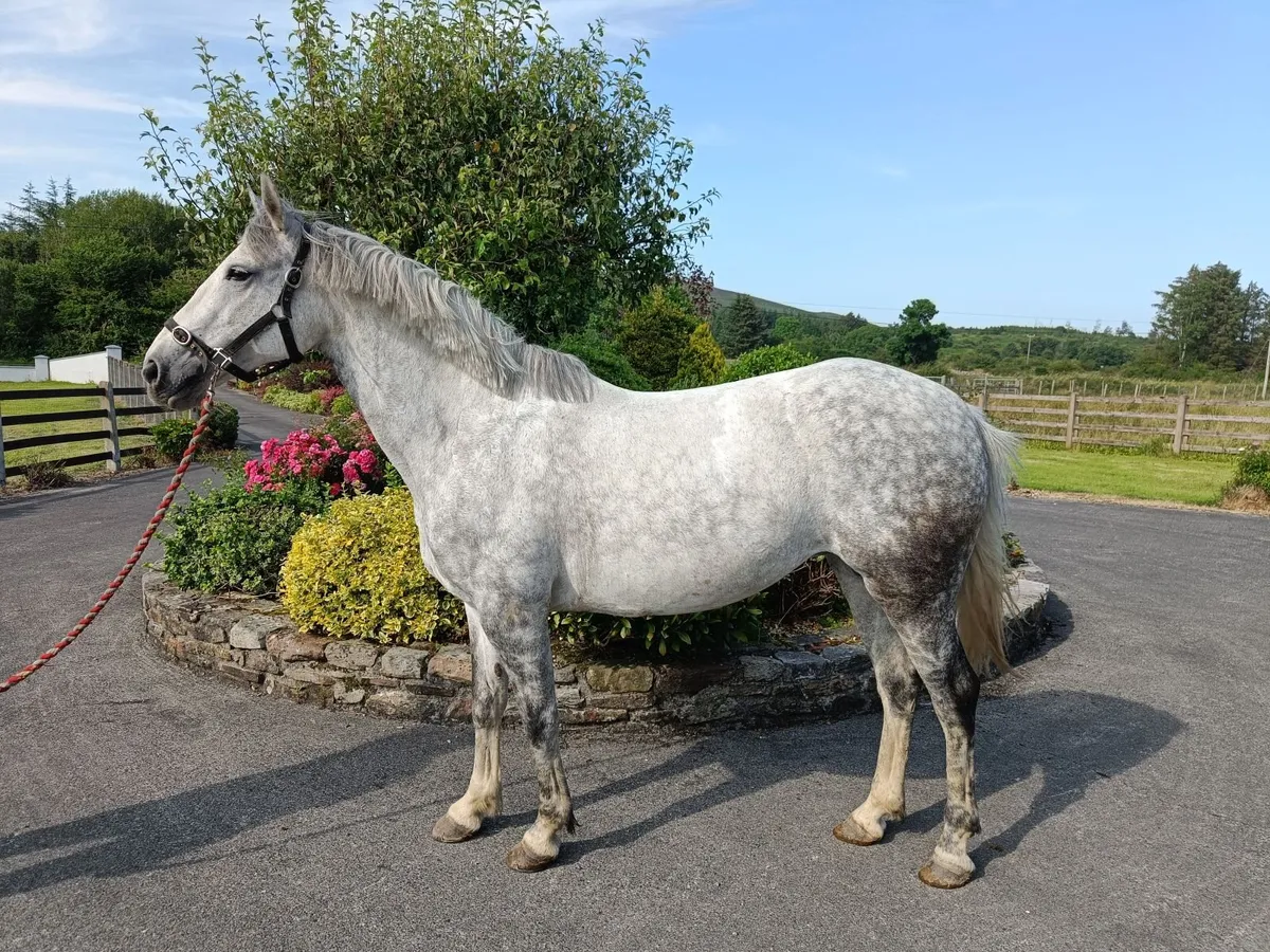 Connemara Mare - Lot 677 Clifden Sales Sunday - Image 2