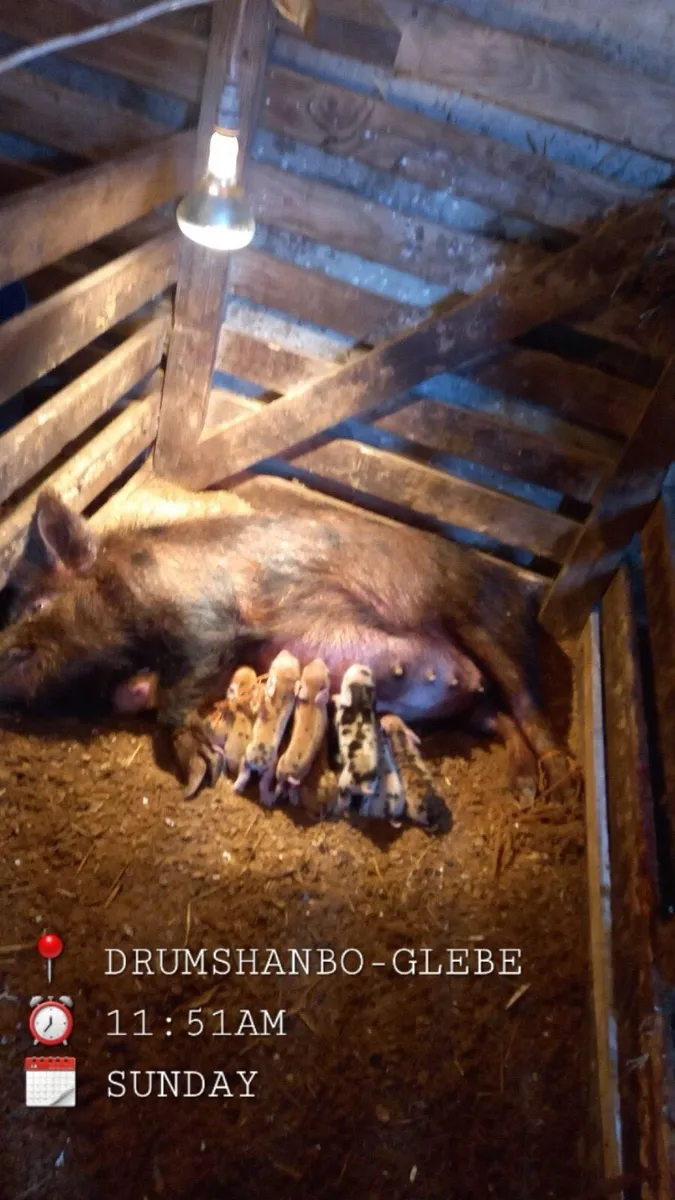 Kune kune sows - Image 4