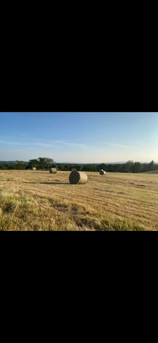 Organic hay 200 bails