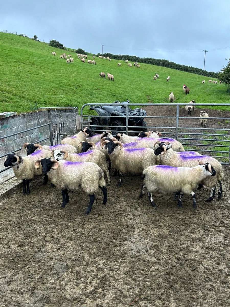 Lanark X Ram Lambs - Image 1