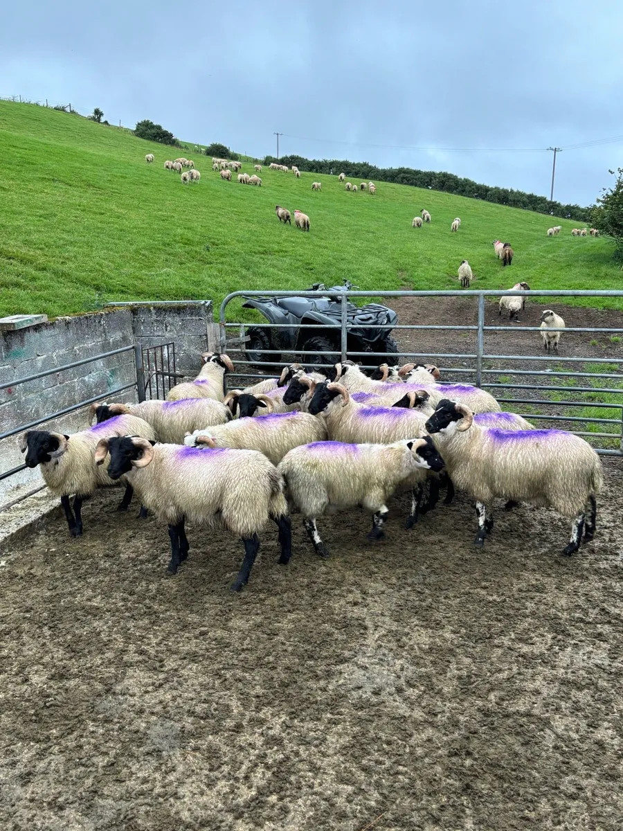 Lanark X Ram Lambs - Image 2