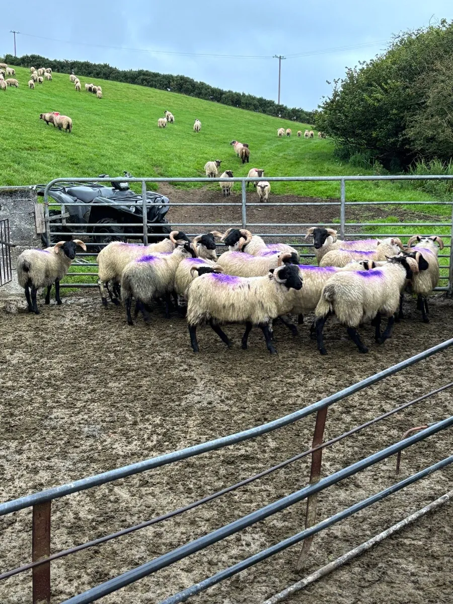 Lanark X Ram Lambs - Image 3