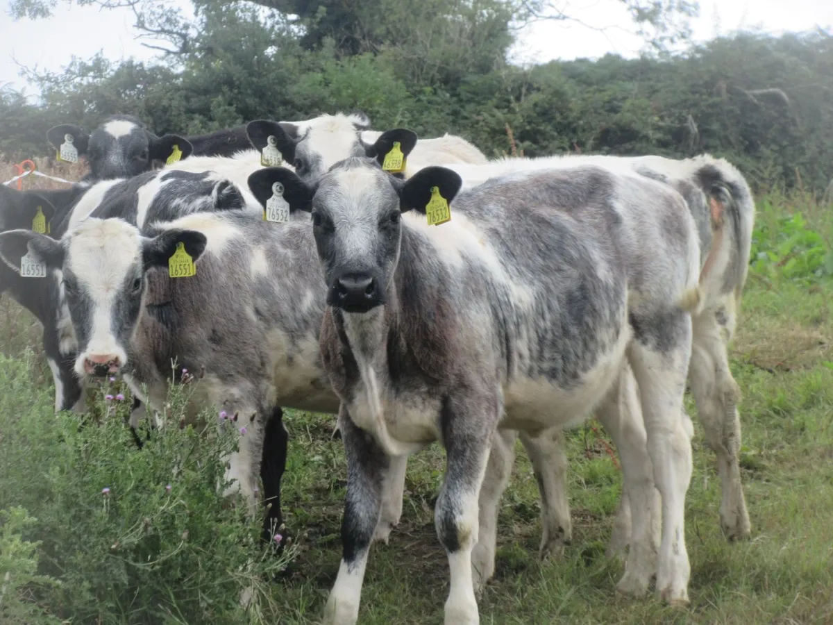 8 BELGIAN BLUE HEIFER WEANLINGS - Image 2