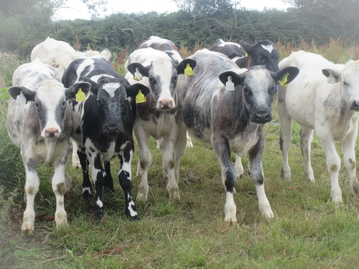 8 BELGIAN BLUE HEIFER WEANLINGS - Image 3