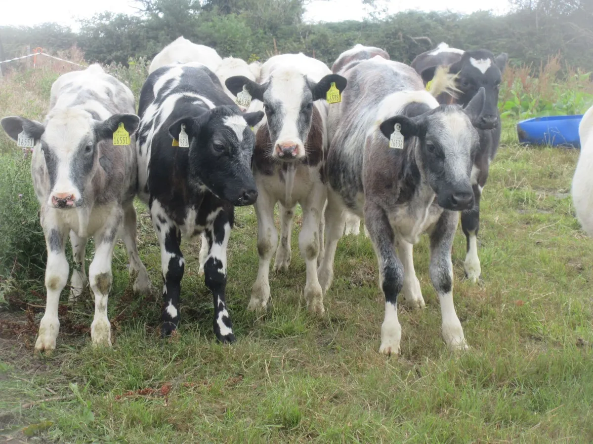 8 BELGIAN BLUE HEIFER WEANLINGS - Image 4
