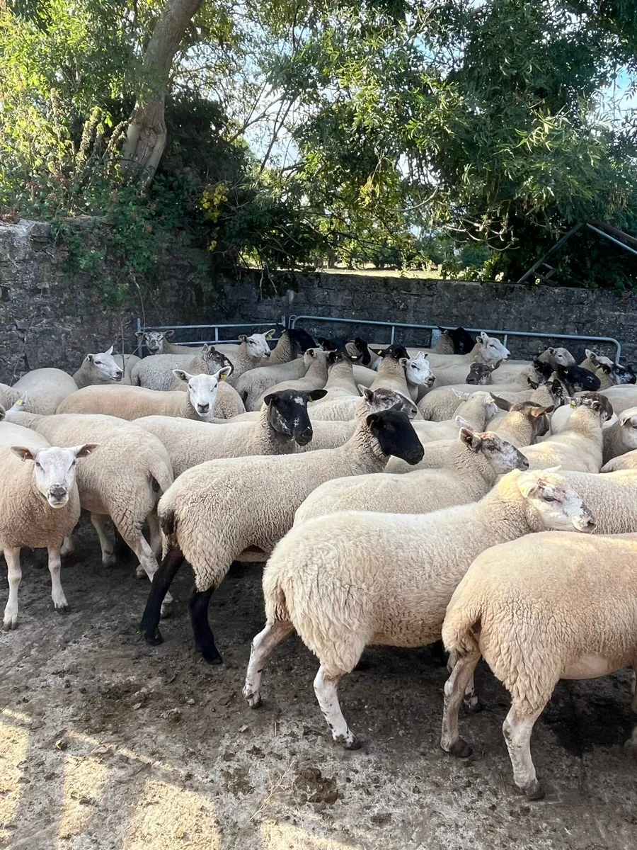 Hogget ewes for cahir mart - Image 1