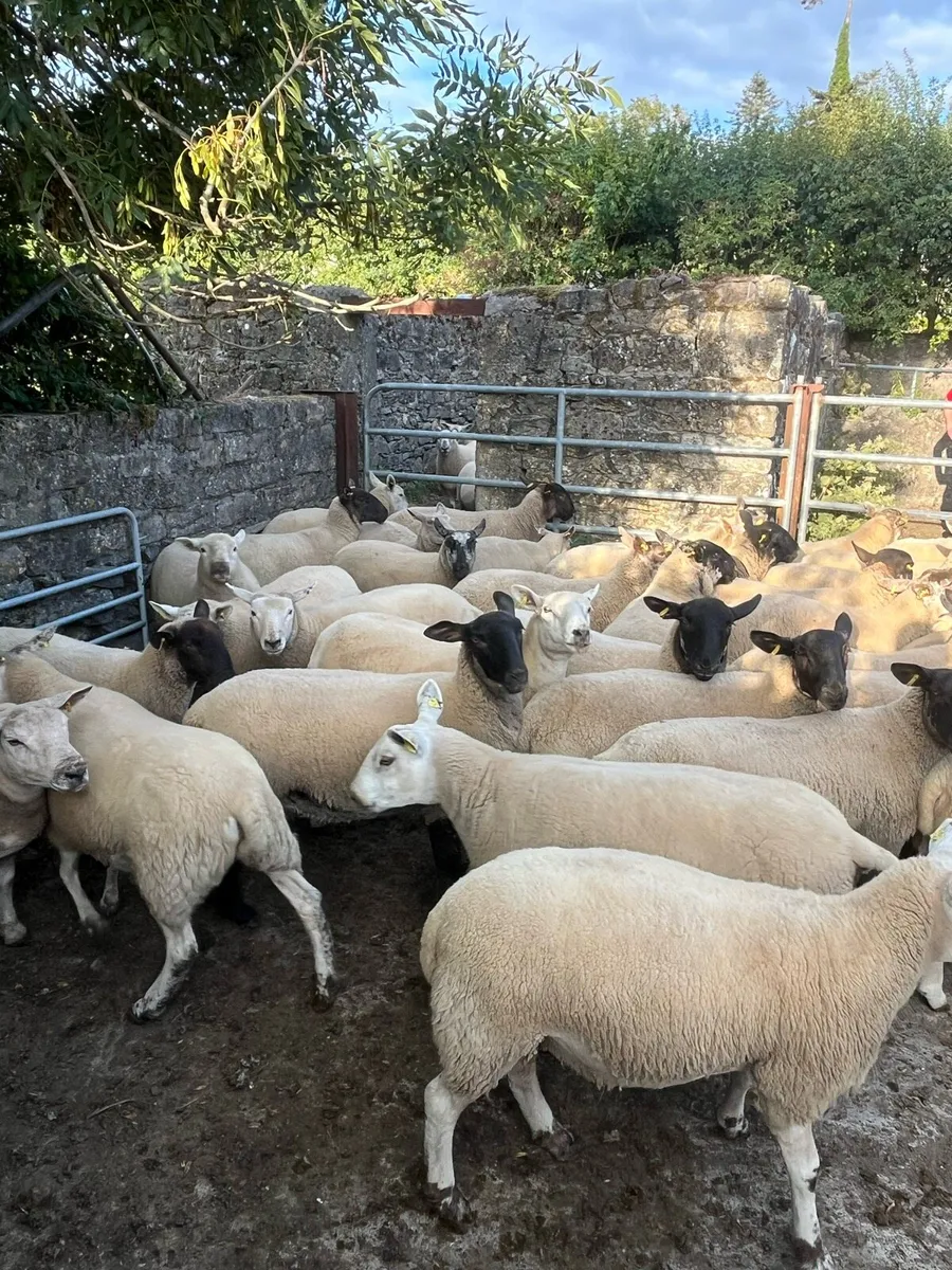 Hogget ewes for cahir mart - Image 2