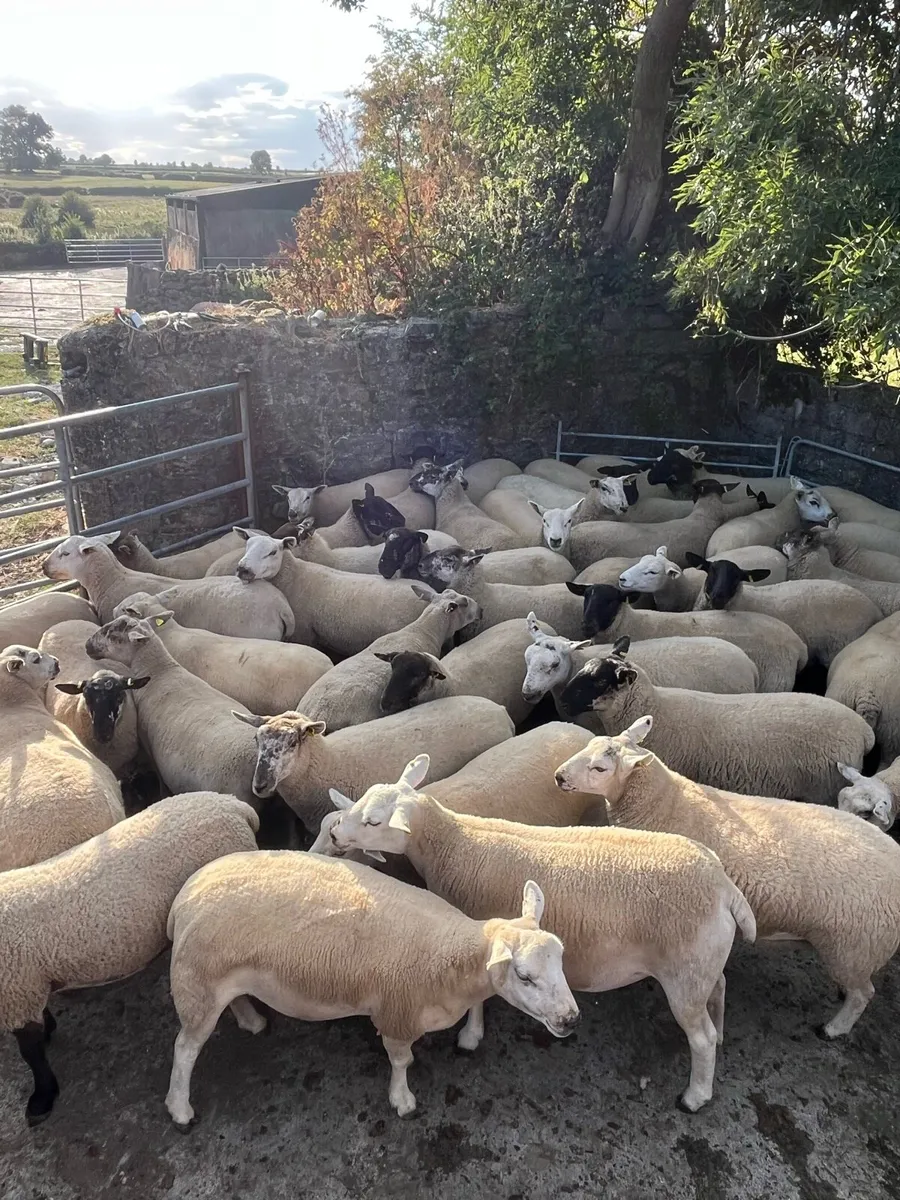 Hogget ewes for cahir mart - Image 3