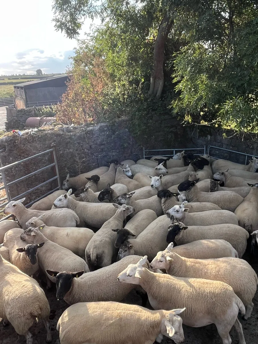 Hogget ewes for cahir mart - Image 4