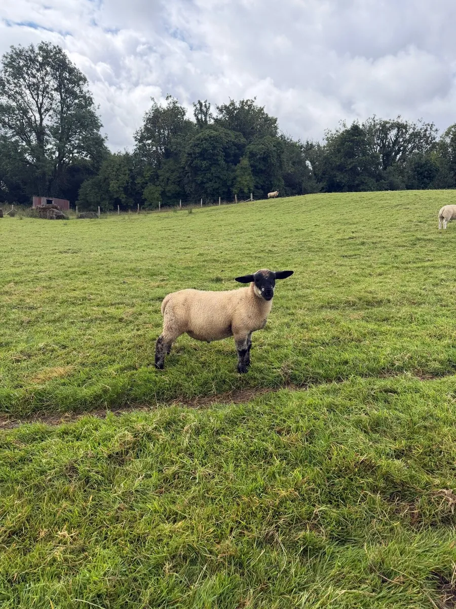 Suftex ram lambs - Image 1