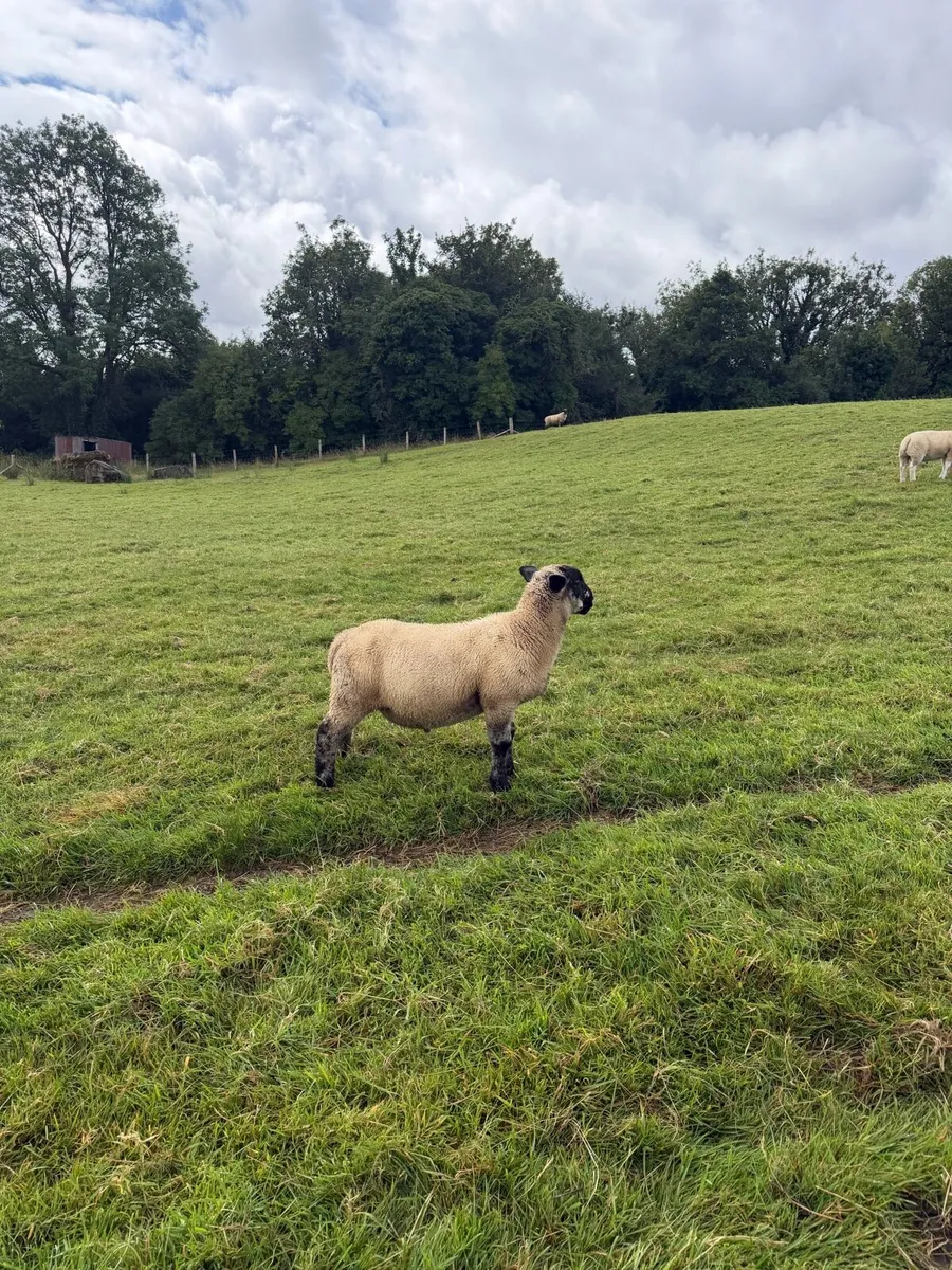 Suftex ram lambs - Image 2